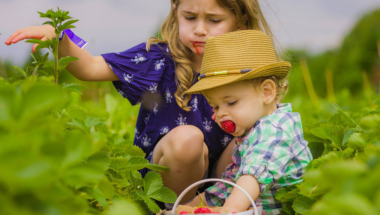 The Quinn Farm pick you own fruits and vegetables! — Enjoy fall in Quebec