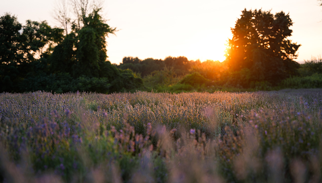 Lavender’s in full bloom at Maison Lavande in Saint-Eustache — Enjoy
