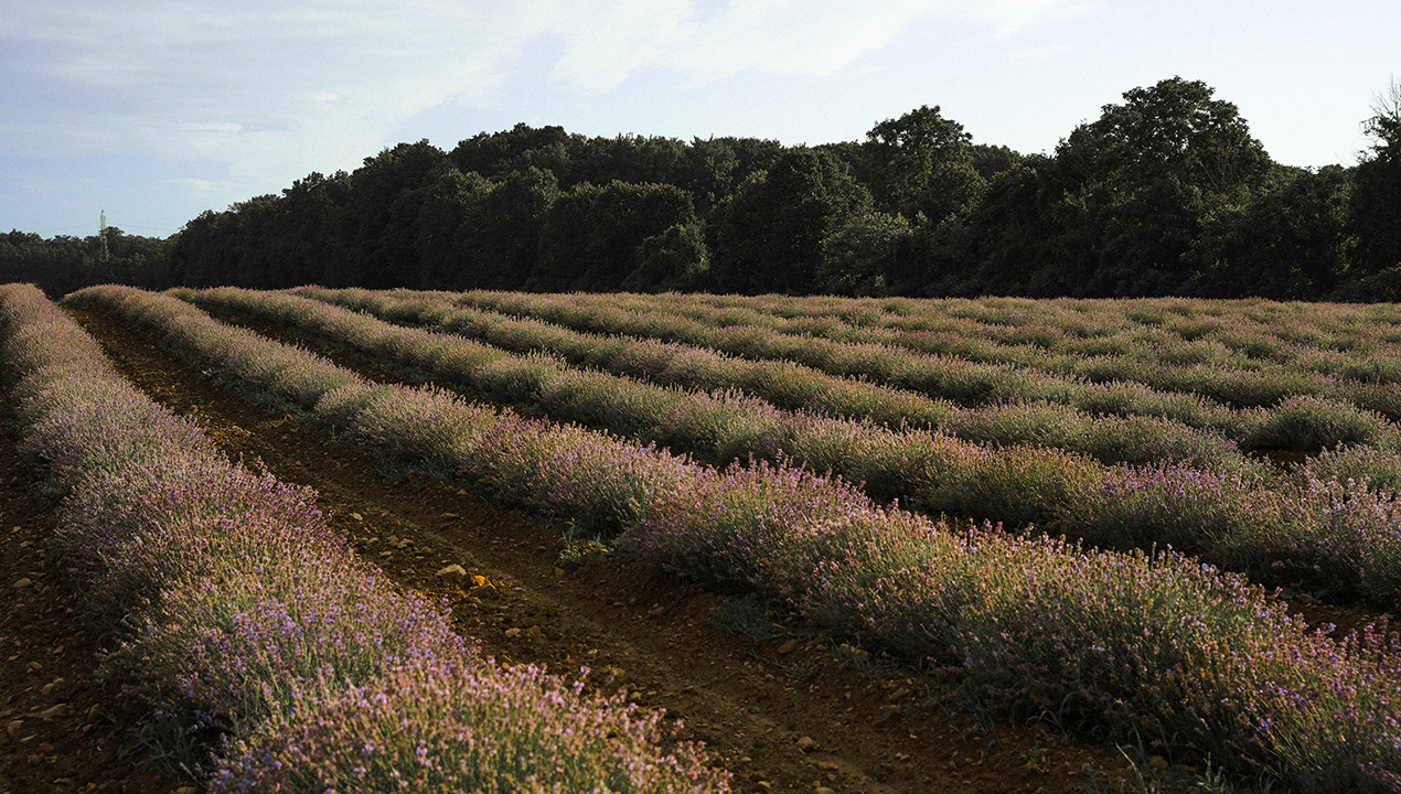 Lavender’s in full bloom at Maison Lavande in Saint-Eustache — Enjoy