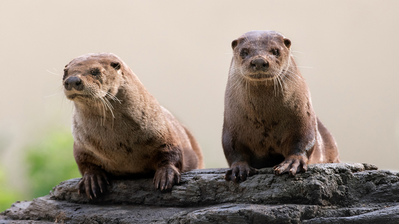 Visit the Ecomuseum Zoo: a naturally responsible activity